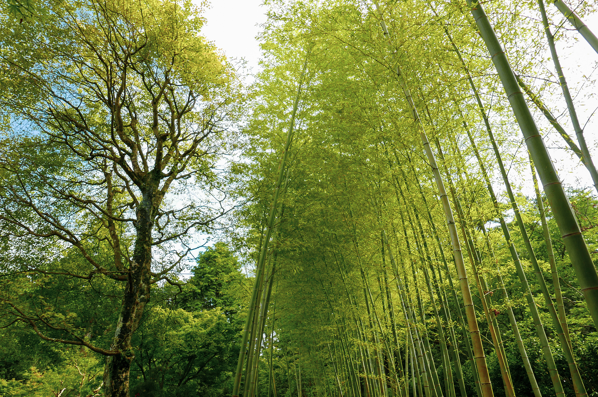 日本庭園 竹林
