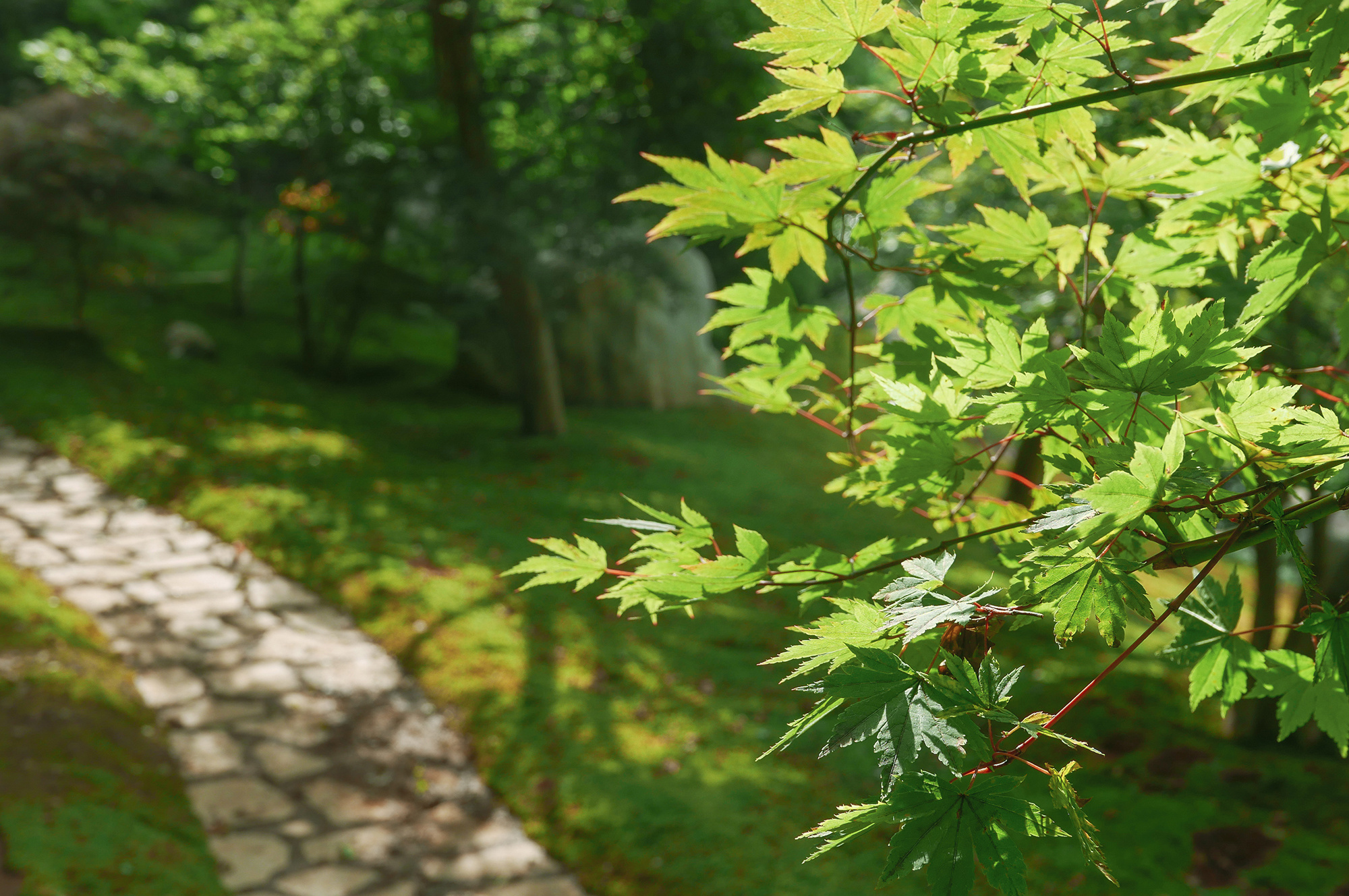 日本庭園 紅葉と苑路