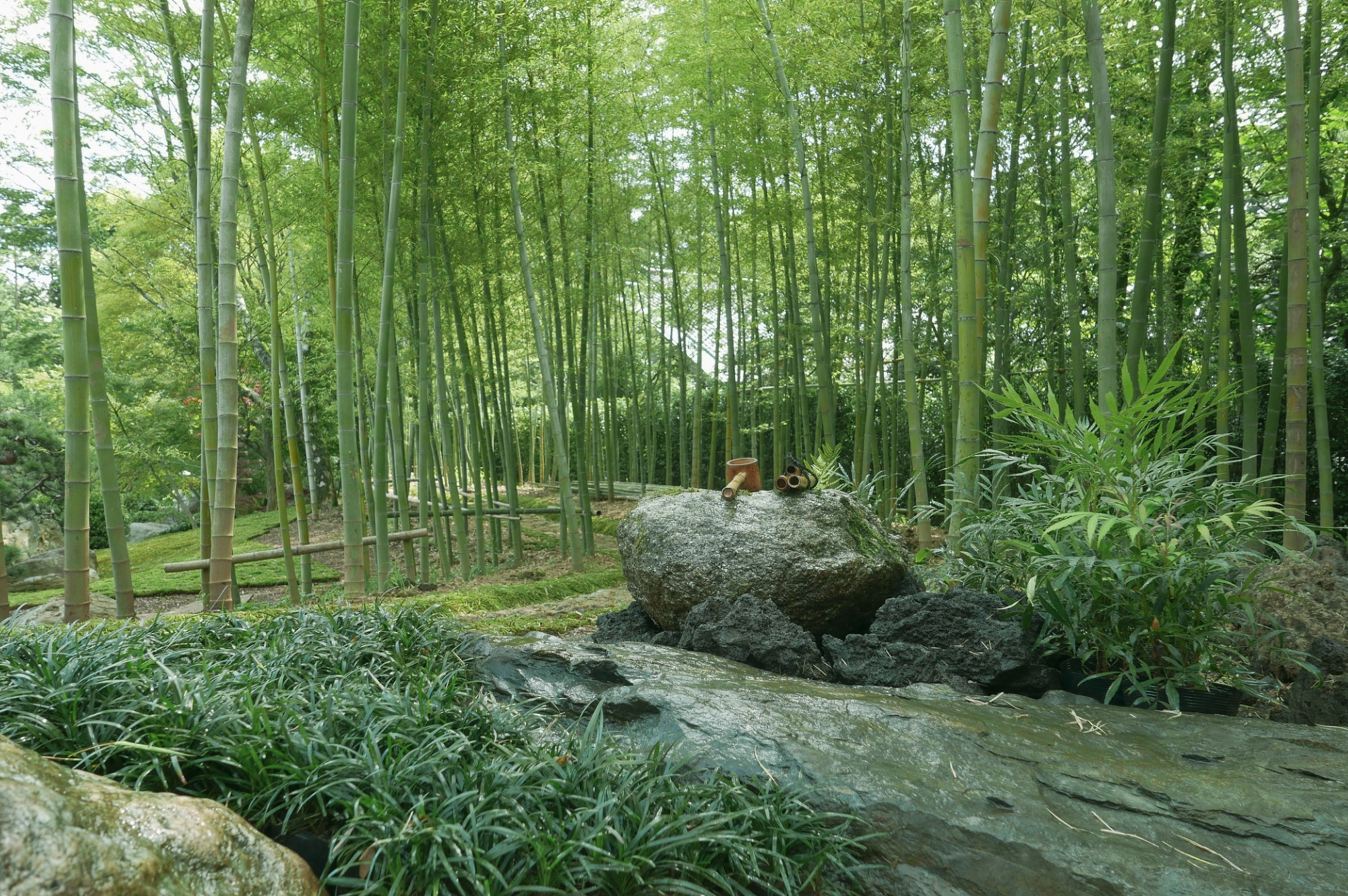 日本庭園 つくばいと竹林
